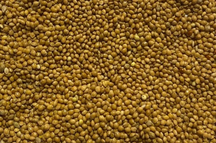 Продаж насіння жовтого проса Біла Альтанка- фото № 1