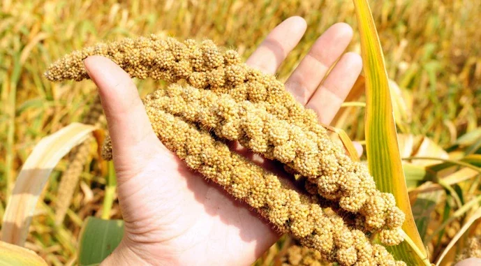 Закуповуємо просо жовте та червоне- фото № 1