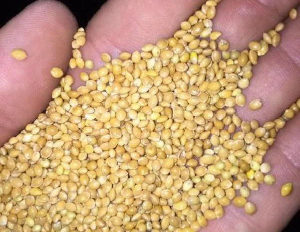 Покупка проса по высокой цене- фото № 1