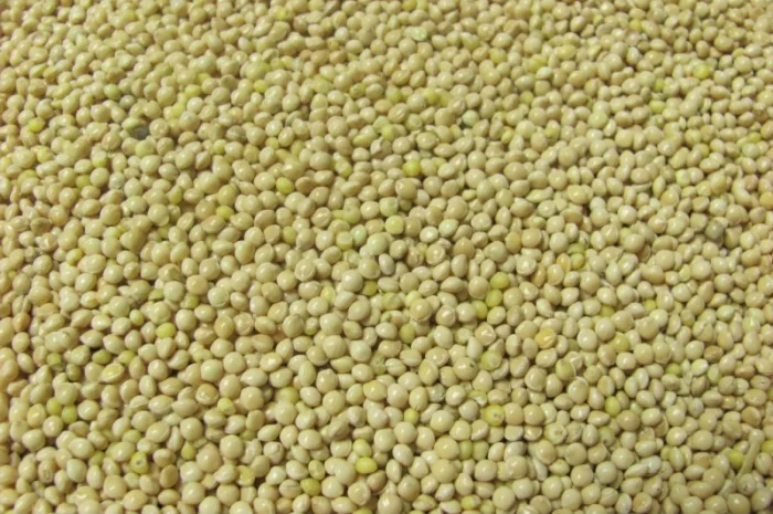 Покупка проса для експорту- фото № 1