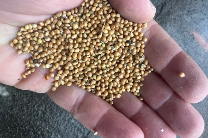 Куплю жовте просо- фото № 2