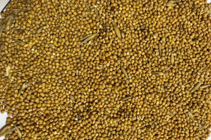 Продаж жовтого проса- фото № 1
