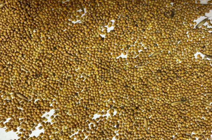 Продаж жовтого проса- фото № 3
