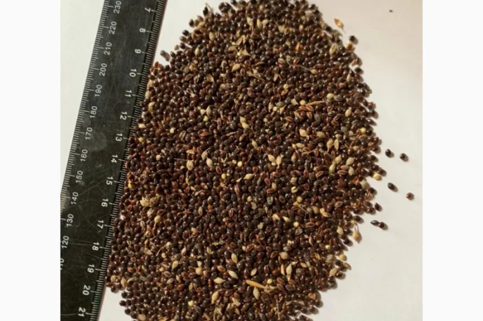 Покупка проса в Козині- фото № 1