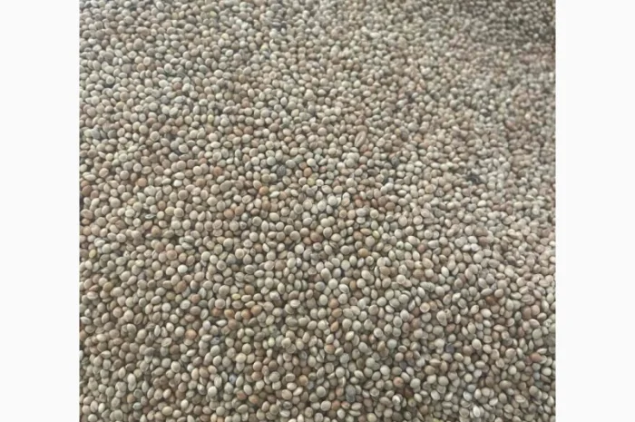 Куплю просо жовте та біле- фото № 1