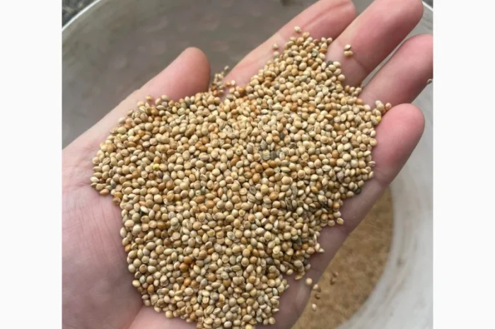 Куплю просо жовте та біле- фото № 3