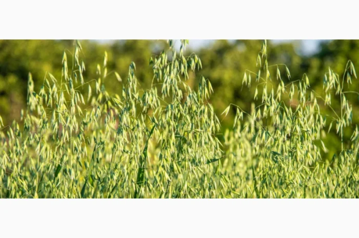 Насіння овса голозерного та плівчастого Нептун- фото № 1