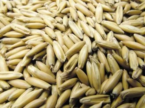 Пропоную купити насіння овса сорту Чернігівський 28- фото № 1