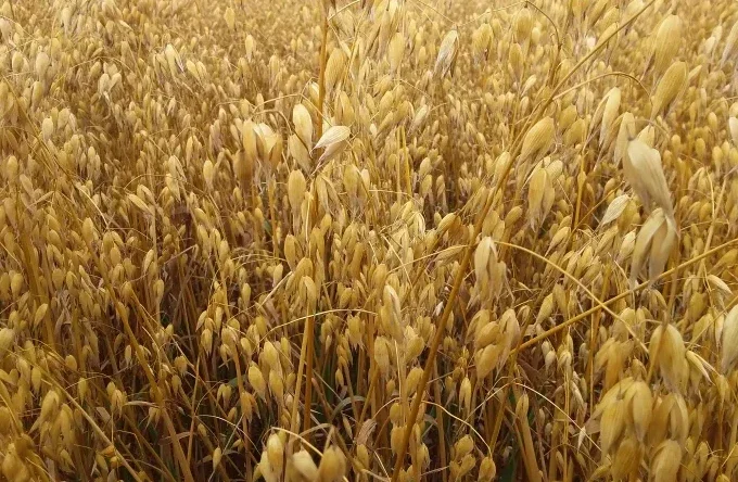 Овес Айворі на продаж- фото № 1