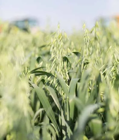 Насіння овесу Прокоп 1 реп для продажу- фото № 1