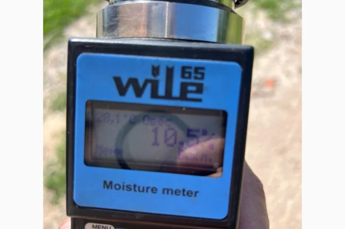 Овес урожай 2025 року на продаж- фото № 1