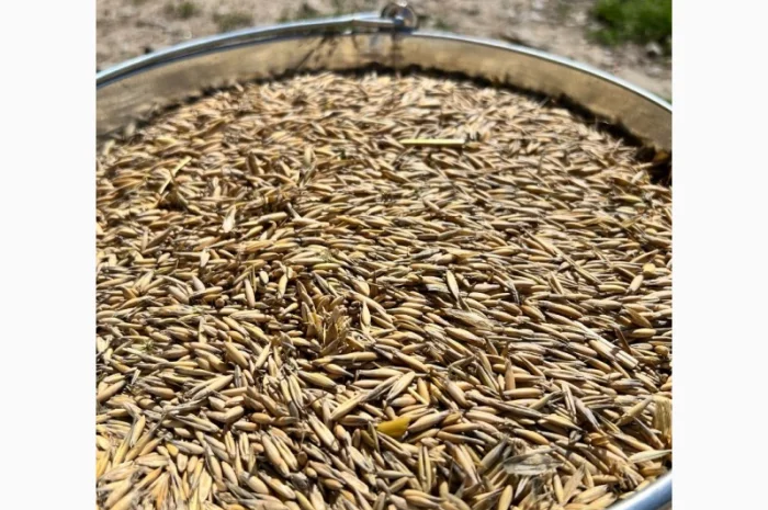 Овес свіжого врожаю на продаж- фото № 1