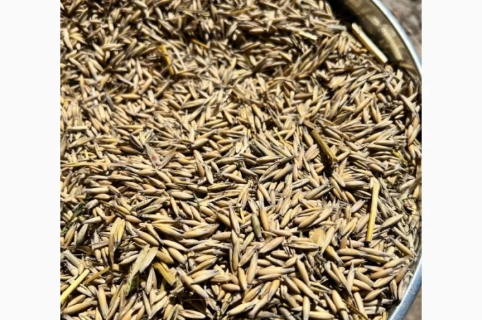 Овес свіжого врожаю на продаж- фото № 4