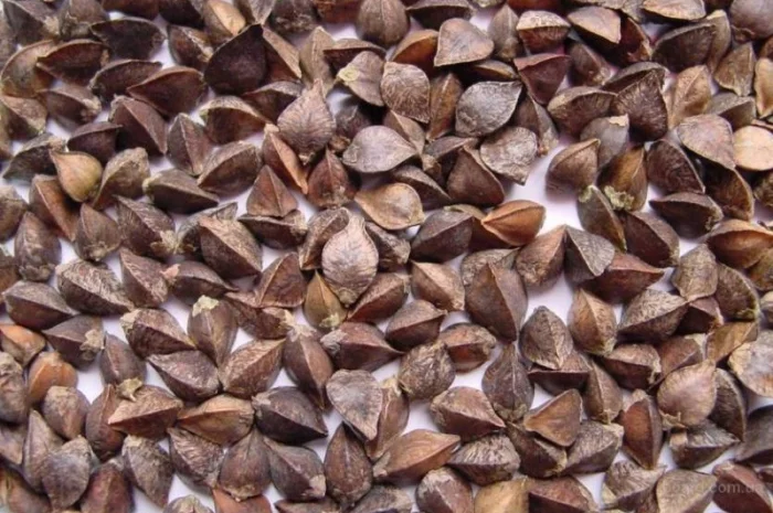 Продаж гречки сорту Характеристика- фото № 1