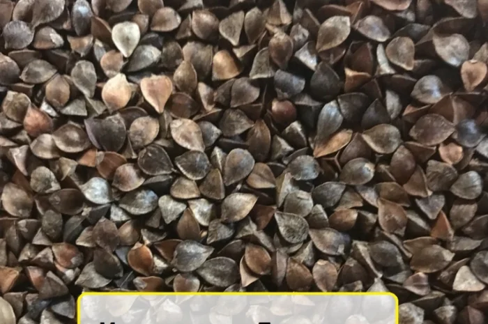 Продам насіння гречихи Арно 1-Р- фото № 1