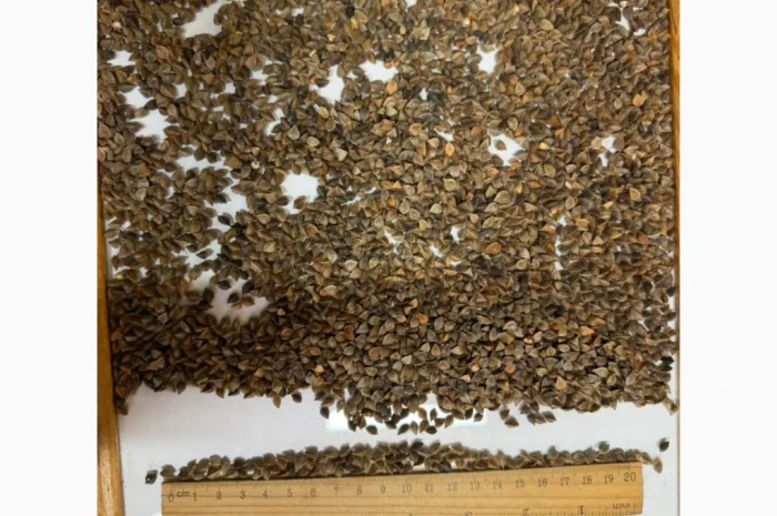 ГРЕЧКА на продаж- фото № 1