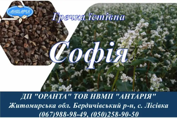 Семена гречки София (БН- фото № 1