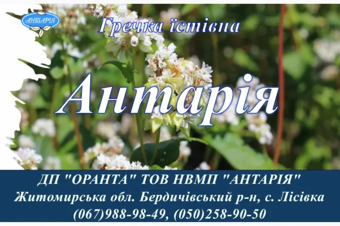 Насіння гречки Антарія (БН- фото № 1