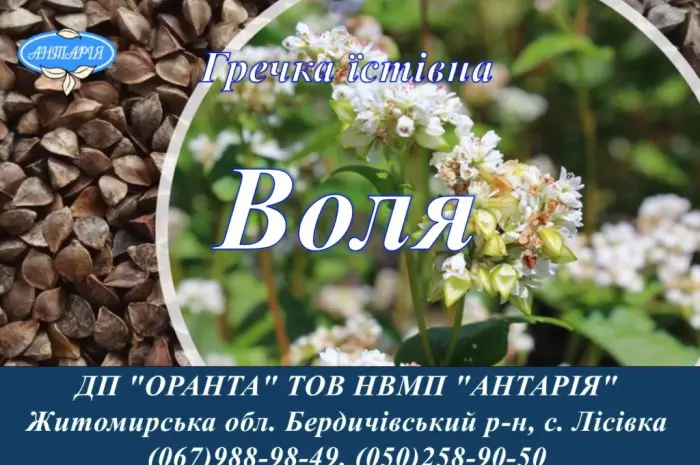 Насіння гречки Воля (БН- фото № 1