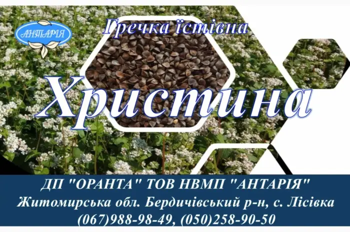 Насіння гречки Христина (БН- фото № 1
