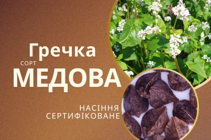 Гречка посівна сорт Медова, сертифіковане насіння- фото № 1