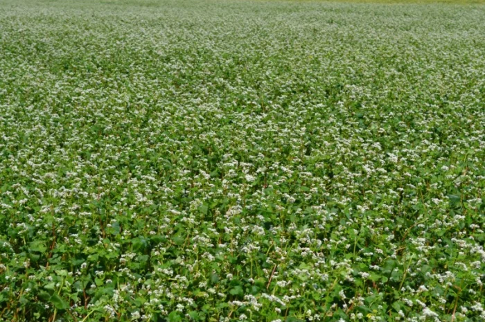 Продаж насіння гречки сорту Вікторія- фото № 1