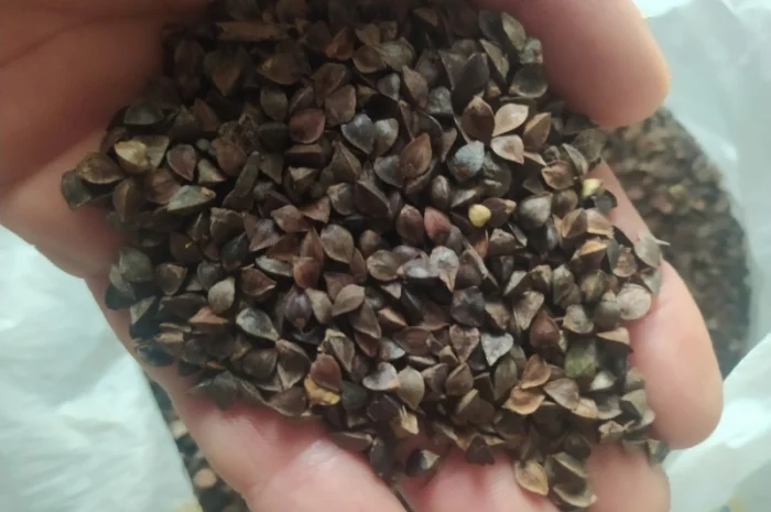 Продаж насіння гречки сорту Подільська- фото № 1