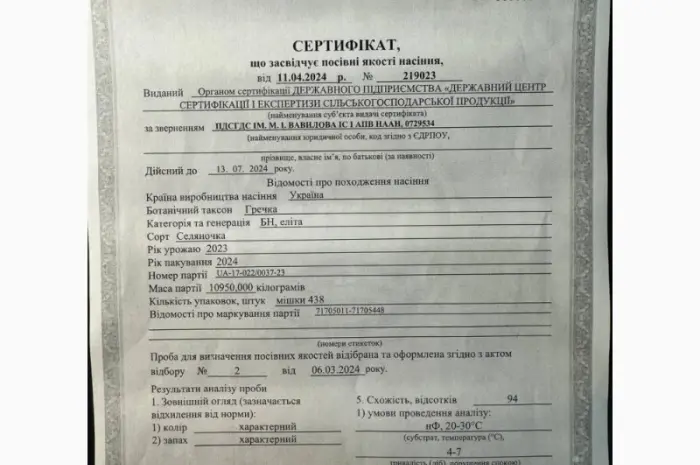 Продам гречку посевной материал сорт Селяночка- фото № 2