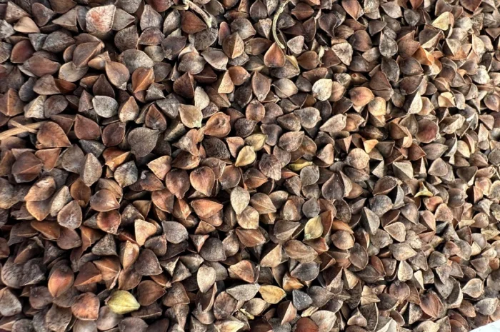 Закупівля гречки по всій Україні- фото № 1