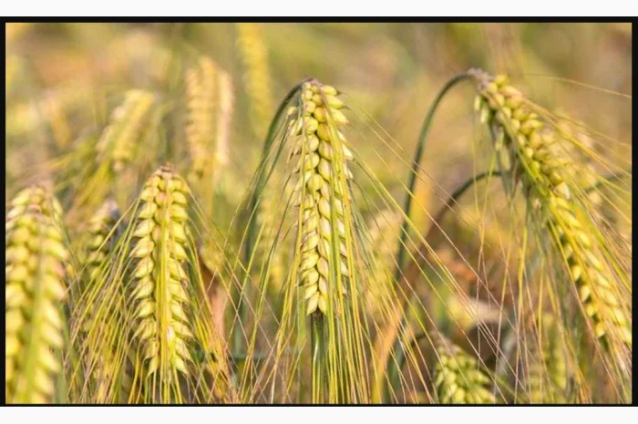 Продаж насіння ячменю Геліос, Сталкер, Вакула, Дев'ятий вал- фото № 1