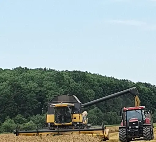 Продам насіння ярого ячменю ГУЛЛІВЕР- фото № 1