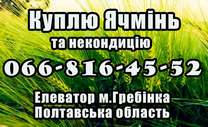 Элеватор закупает ячмень и некондицию- фото № 1