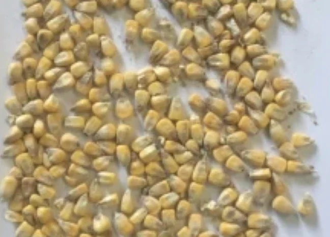 Продаю якісне продовольче зерно кукурудзи від виробника- фото № 1