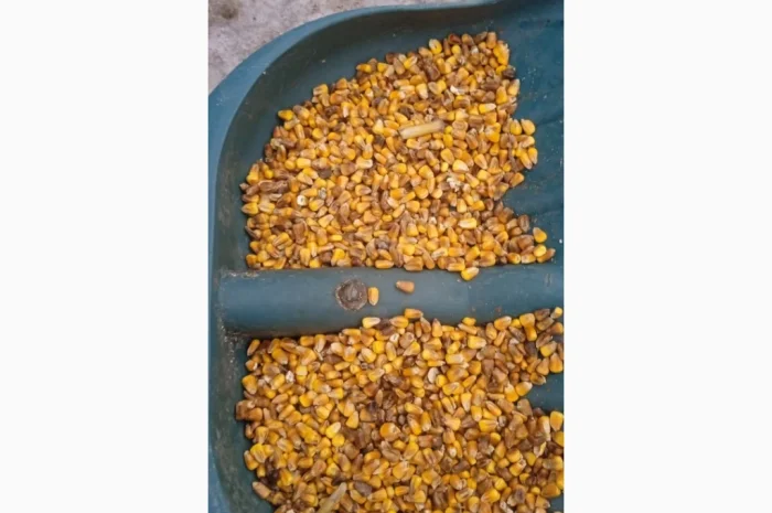 Кукуруза 25 тн на продажу- фото № 2