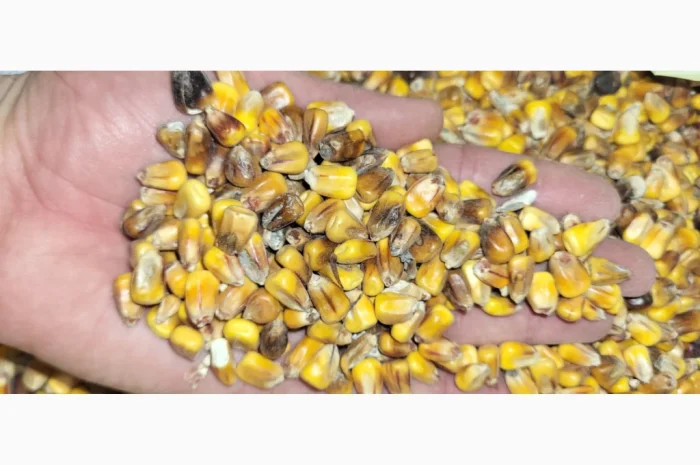 Кукуруза 25 тн на продажу- фото № 3