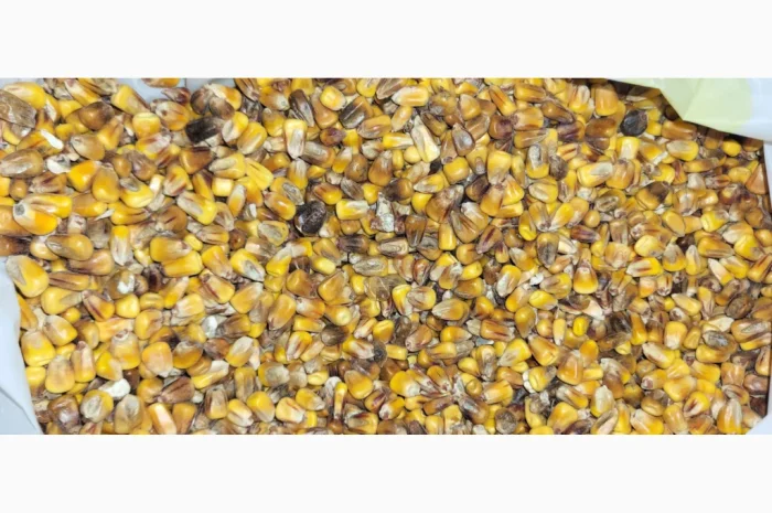 Кукуруза 25 тн на продажу- фото № 4