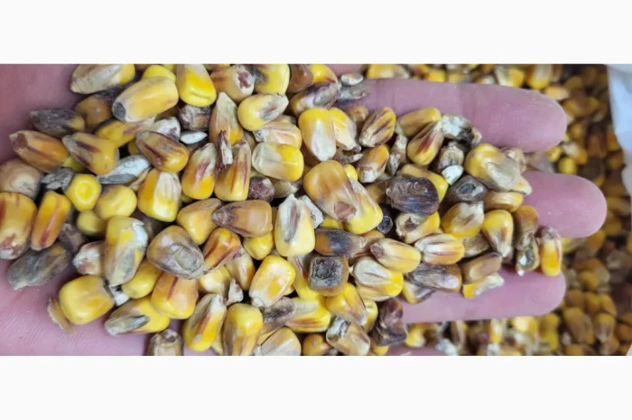 Кукуруза 25 тн на продажу- фото № 5