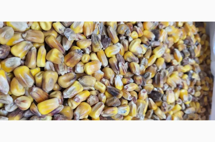 Кукуруза 25 тн на продажу- фото № 6