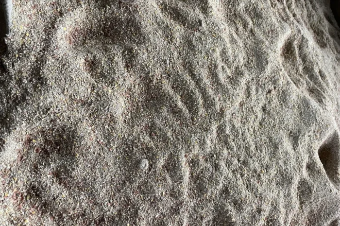 Отходы кукурузы после сушки- фото № 1