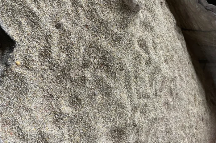 Отходы кукурузы после сушки- фото № 4