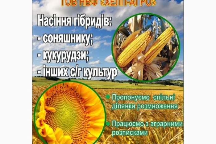 Насіння кукурудзи Гібриди Доля- фото № 1