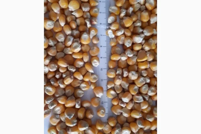 Фуражна кукурудза на продаж, врожай 2025 року- фото № 1