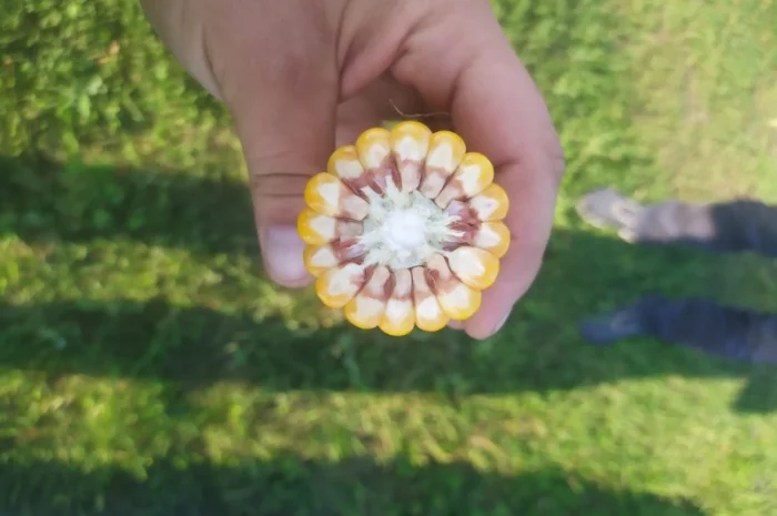 Продаю кукурудзу ДН Летава- фото № 1