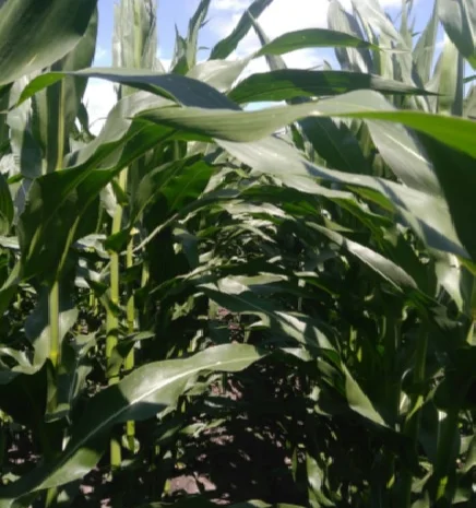 Продаж кукурузи ДН Легенда- фото № 1