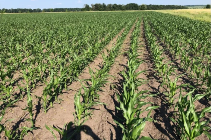 Продаж кукурузи ДН Легенда- фото № 2