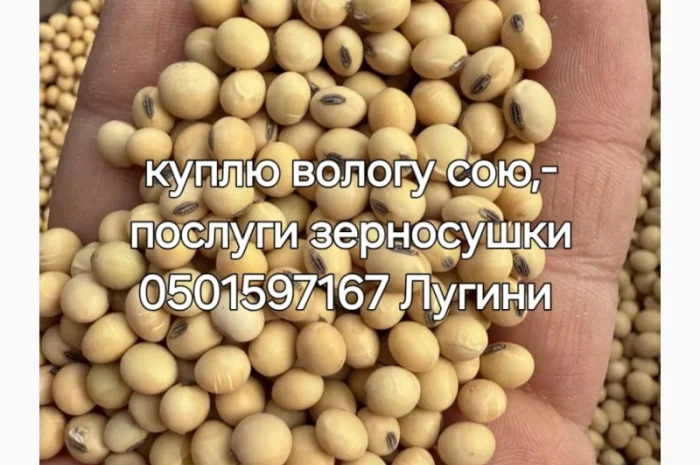 Куплю вологу кукурудзу та сою- фото № 1