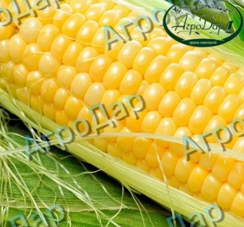 Суперсолодка кукурудза «Мегатон»- фото № 2