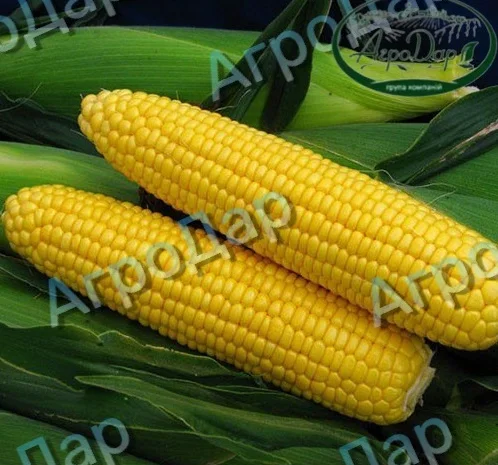Суперсолодка кукурудза «Мегатон»- фото № 3