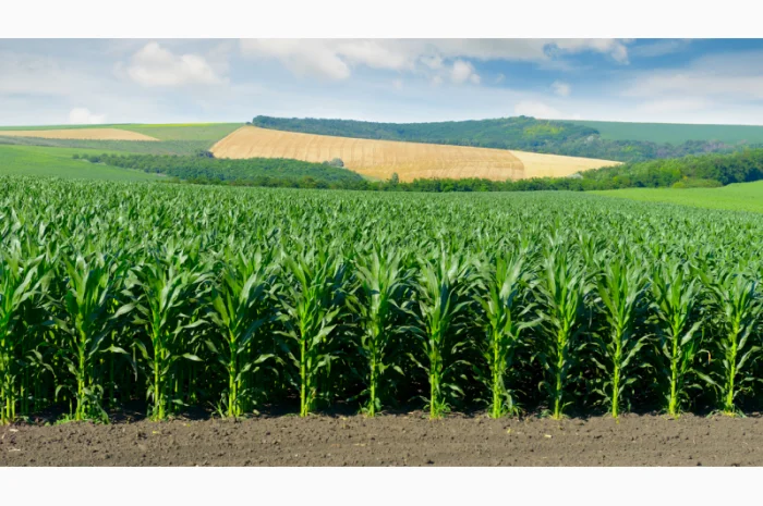 Суперсолодка кукурудза «Мегатон»- фото № 4