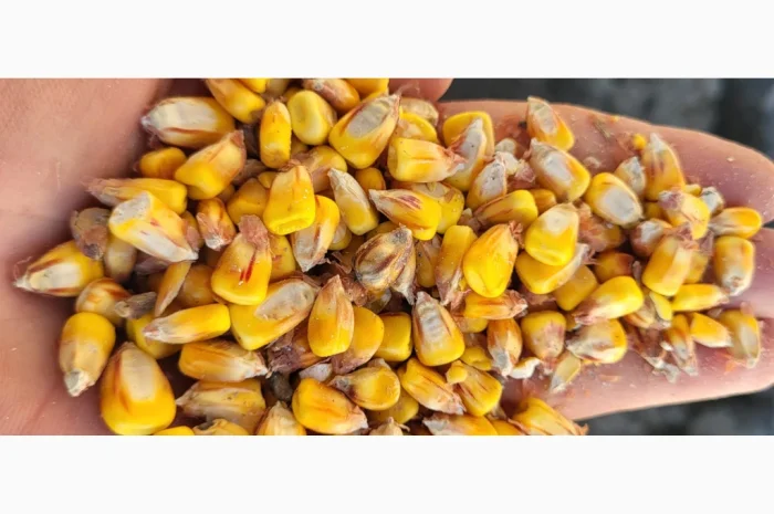 Покупка вологой кукурузы- фото № 1